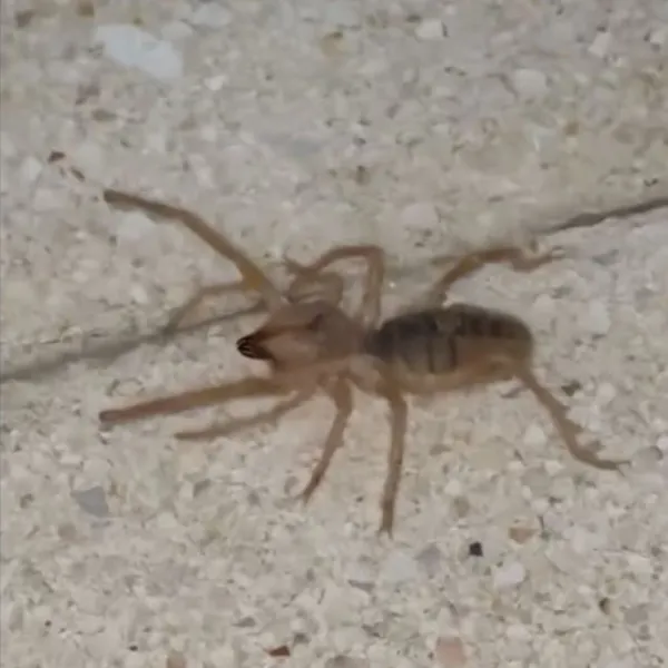 Bir ilde zehirli etçil örümcek görüldü!