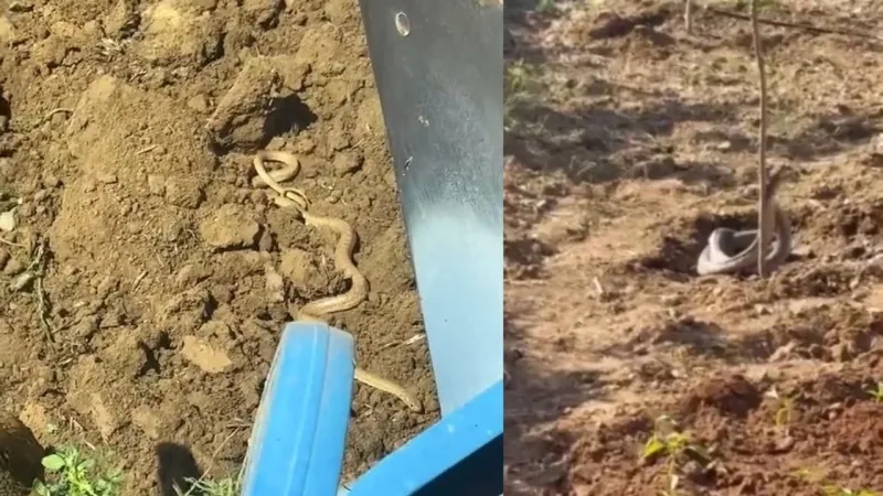 Elazığ'da Yılan Kabusu! Sıcaklar Bastırdı, Yılanlar Ortaya Çıktı!