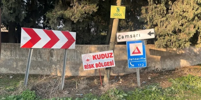 Hatay'da kuduz karantinası uygulanan 4 mahallede sokak köpekleri toplatılıyor