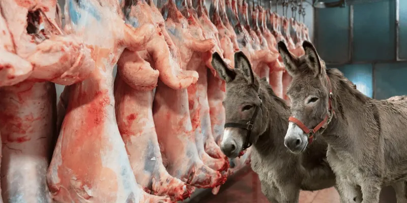 Kasap, atı eşeği kesip kesip yedirmiş!