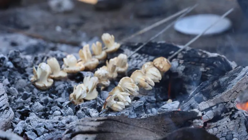 Kilosu 500 TL'ye satılıyor! Orman köylülerine mantar uyarısı!