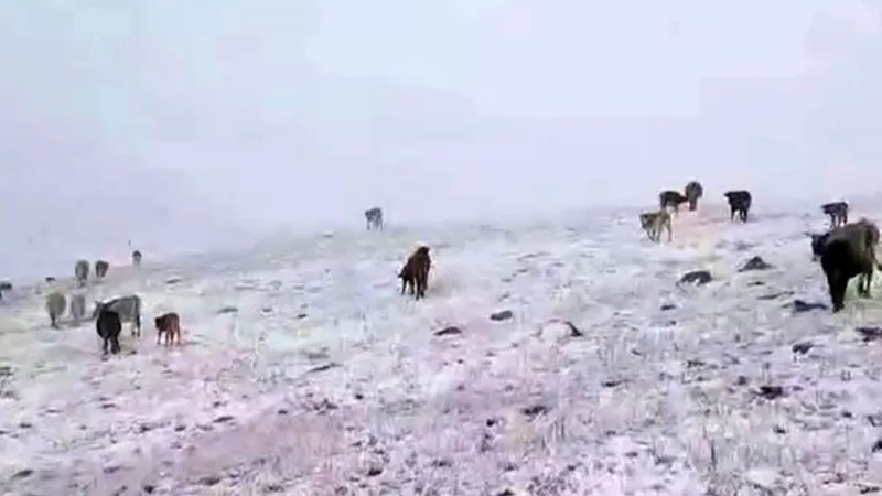 Erzurum'da Kar Sürprizi! Kış Geldi Mi? İşte İlk Kar Manzaraları
