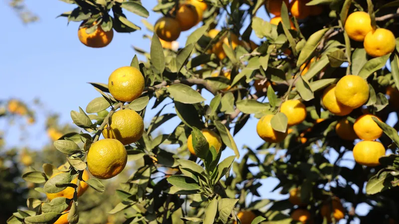 Mandalina Fiyatı Çakıldı! Hatay'da Üreticiden Bedava Mandalina Dağıtımı