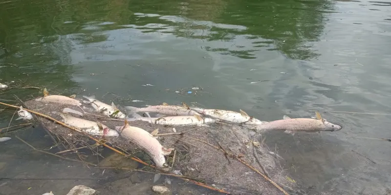 Kızılırmak'ta Şok Ölüm! Balık Katliamı Mı Yaşanıyor?