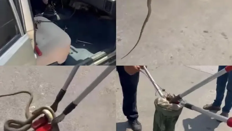 Otomobile giren yılan korkuttu!